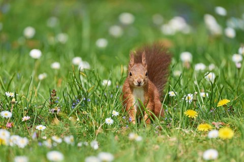 A squirrel sits attentively in the tall grass of a spring meadow full of daisies, Eurasian red