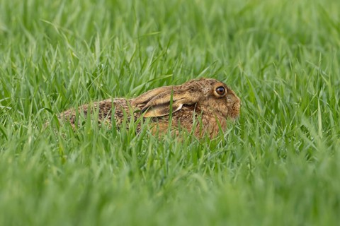 European brown hare (Lepus europaeus) adult animal in a farmland cereal crop in spring, England,