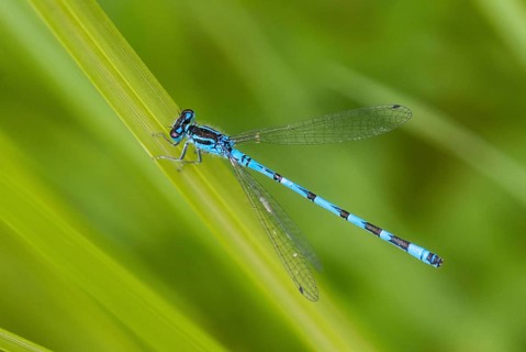 Coenagrion hastulatum, northern damselfly, spearhead flower, spear azurmaid, Bulgaria, damselflies,