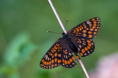 Ash moth, Euphydryas maturna, small maybird, maybird, butterfly, insects, scarce fritillary,