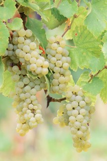 Grapes on vines, Pinot Blanc grape variety, Alsace, Grand Est, France