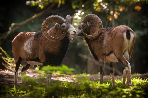 Artiodactyla, even-toed ungulate, mouflon, mouflon, mouflon, ovis gmelini musimon, cloven-hoofed,