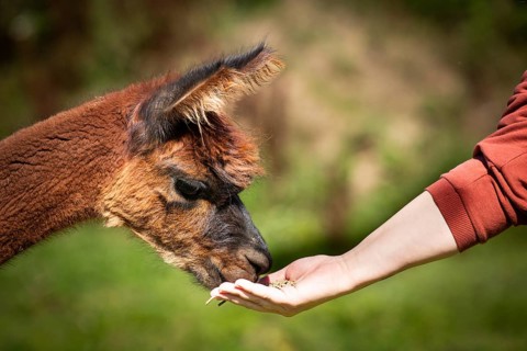 A llama is being gently fed by hand in a peaceful, natural setting. A sense of tenderness, alpaca