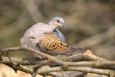 Streptopelia turtur, turtle dove, birds, columbidae, doves, plumage care, preening, pigeons, birds