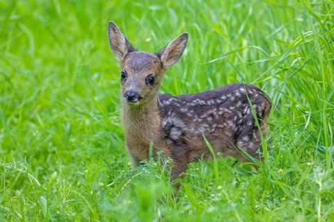 European roe deer (Capreolus capreolus), cute vulnerable fawn hidden in long grass in meadow,