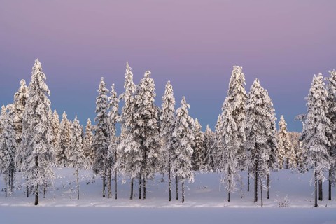 Snowy winter forest at dusk, Nattavaara, Norrbotten, Lapland, Sweden, November 2023