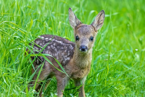 European roe deer (Capreolus capreolus), cute vulnerable fawn hidden in long grass in meadow,