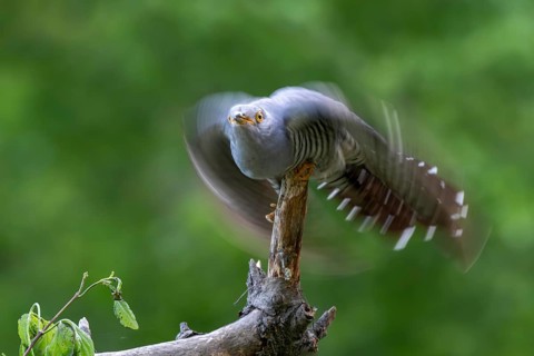 Cuckoo (Cuculus canorus), male, taking flight from a branch, Littlewood Ranch, Limbach, Burgenland,