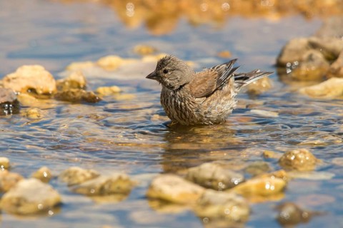 Acanthis cannabina, bloodbird, linaria cannabina, linnet, bath, bird bath, birds, female, hänfling,