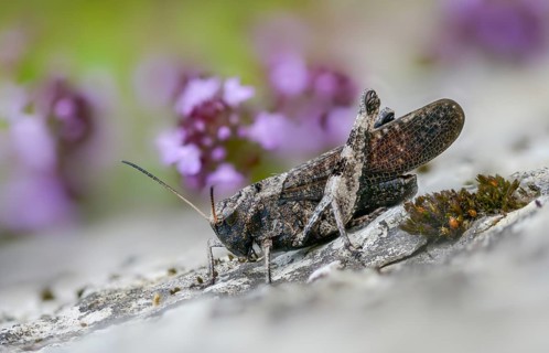Acrididae, caelifera, field locusts, gomphocerinae, grasshoppers, short-feeler, psophus stridulus,