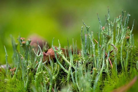 Broom moss, Cladonia gracilis, dicranum scoparium, lichen, fork tooth moss, common fork moss,
