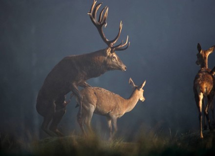 Artiodactyla, Cervus Elaphus, even-toed ungulate, cloven-hoofed, red deer, red deer, rutting,