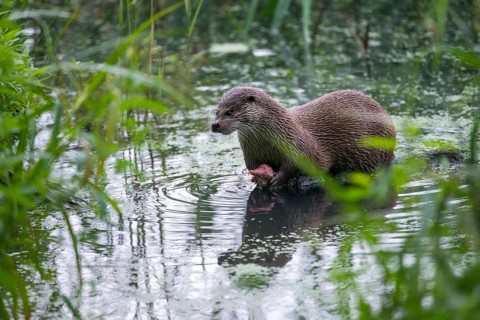 Carnivora, Eurasian otters, Lutra Lutra, predators, mammals, martens, raptors, mammals