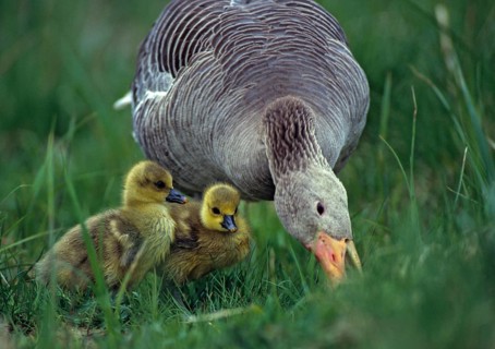 Anser Anser, Dune Boy, Greylag or Graylag Goose, Grelag Goose, Chicks, Anatidae, Birds, Duckbirds,
