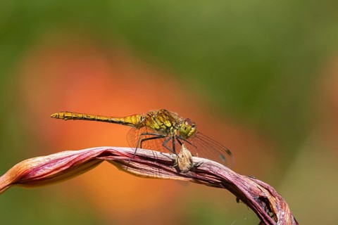 Common darter dragonfly (Sympetrum striolatum) adult male insect resting on a garden lily plant