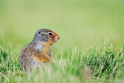 Columbia ground squirrel (Urocitellus columbianus, Spermophilus columbianus), juvenile sitting in a