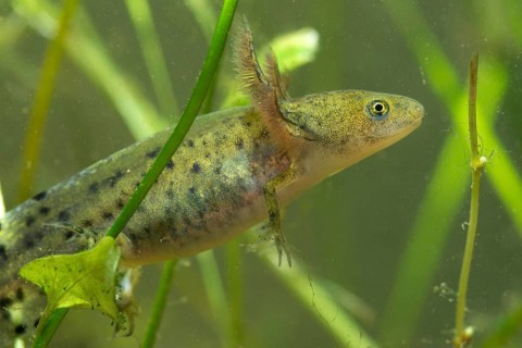 Great Crested Newt, Crested Newt, Northern Crested Newt, Triturus Cristatus, Amphibians,