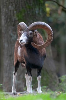 Artiodactyla, even-toed ungulate, mouflon, mouflon, mouflon, ovis gmelini musimon, cloven-hoofed,