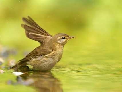 A chiffchaff (Phylloscopus collybita) bathes in shallow water, Solms, Hesse, Germany