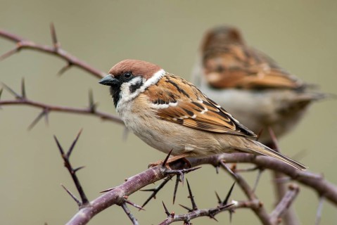 Tree Sparrow, Passer Montanus, Sparrow, Tree Sparrow, Birds, Passeri, Songbirds, Sparrow, Sparrow,