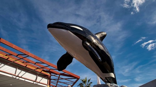 Large orca statue under a blue sky near modern buildings, orcas (Orcinus orca), orca show, whales,