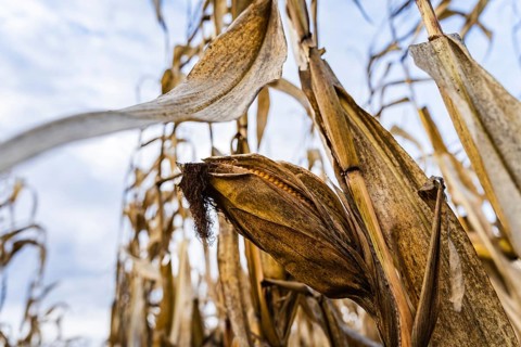 Corn cob on a dry bush in autumn