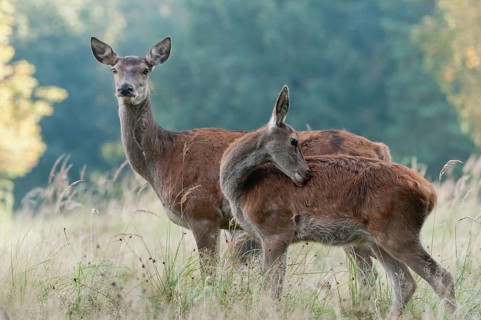 Artiodactyla, Cervus Elaphus, even-toed ungulate, cloven-hoofed, red deer, red deer, adult animal,