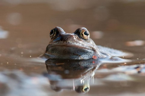 Common frog, common frog, rana temporaria, amphibians, amphibians, frog, frogs, spring, amphibians,