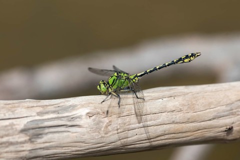 Green culbtail, green snaketail, green wedge, ophiogomphus cecilia, anisoptera, damselflies,