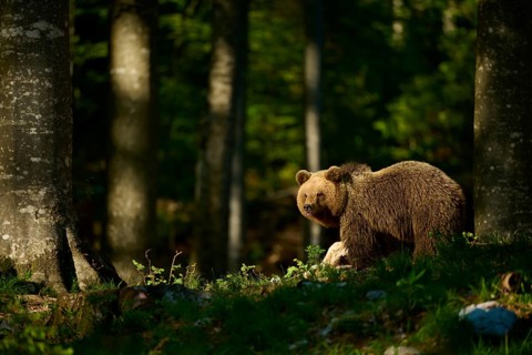 A brown bear in the forest looks around in the sunlight, surrounded by trees, European brown bear