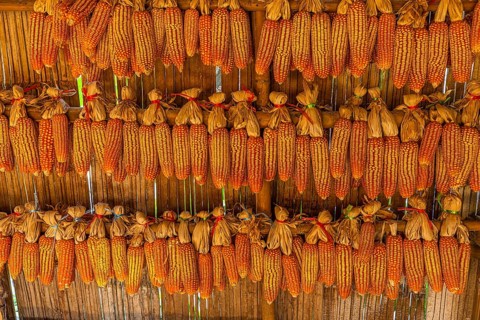 Corn on the corn cob, hung to dry, in Karen Long Neck Village, Chiang Mai, Thailand