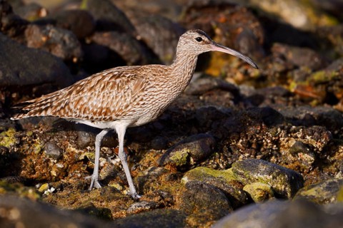 Whimbrel (Numenius phaeopus), Fuerteventura, Canary Islands, Spain