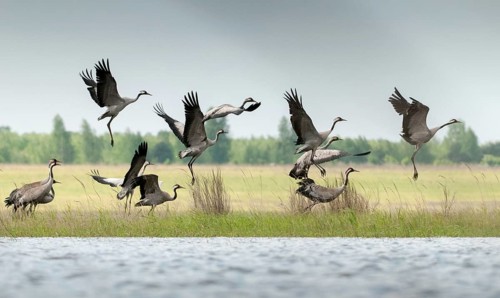 Brandenburg, Crane, Germany, Grus Grus, Crane, Nabu, national natural heritage, natural paradise