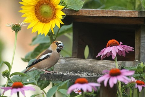 Hawfinch (Coccothraustes coccothraustes) at the bird feeder in the garden, between flowering purple