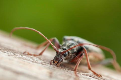 Finland, Oxymirus Cursor, Shoulder Longhorn Beetle, Toxotus Cursor, Beetle, Longhorn Beetle,