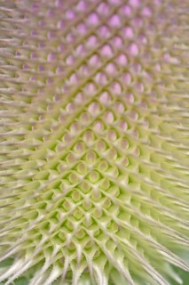 Wild teasel (Dipsacus fullonum), inflorescence in front of flowering, close-up, North