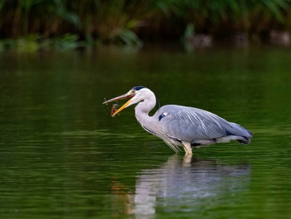 A gray heron caught a crab, Ümminger See, Bochum, Ruhrpott, North Rhine-Westphalia, Germany