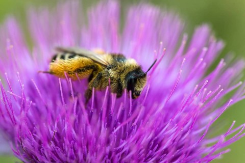 Apidae, bees, brown-breasted trouser bee, dasypoda altercator, dasypoda hirtipes, dasypoda