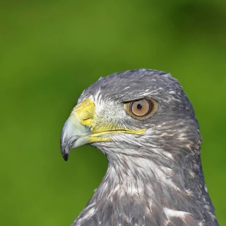 Andean buzzard or blue buzzard (Geranoaetus melanoleucus), animal portrait, head portrait, captive,