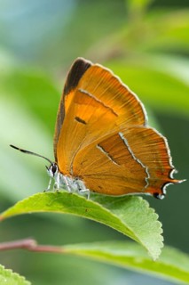 Birch tip, kidney spot, thecla betulae, brown hairstreak, butterfly, female, high size, portrait