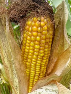 A ripe (Zea mays) maize corn cob with visible yellow maize kernels from a maize plant,