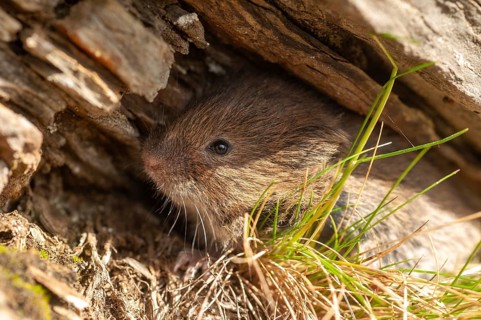Earth mouse, field vole, microtus agrestis, rodents, Norway, rodentia, short-tailed vole, varanger,