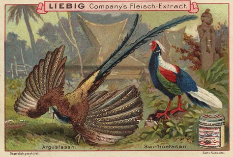 Picture series pheasant birds, argus pheasant and swinhoefasant, picture of love, digitally