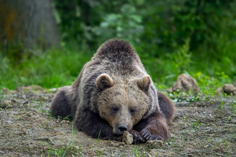 European brown bear (Ursus arctos) sleeping in forest