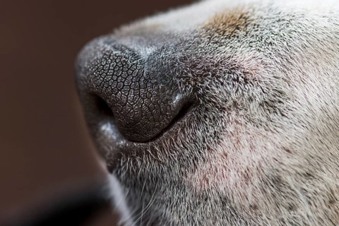 Nose of a beagle, close up, Baden-Württemberg, Germany
