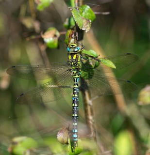 Aeshna cyanea, blue-green mosaic maiden, southern hawker, anisoptera, damselflies, dragonflies,