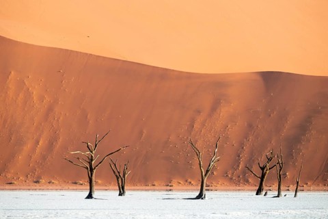 Dead trees in front of red sand dunes, atmospheric white salt pan Dead Vlei, Sossusvlei, Namib,