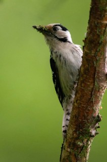 Dendrocopos minor, dryobates minor, small woodpecker, lesser spotted woodpecker, birds, female,