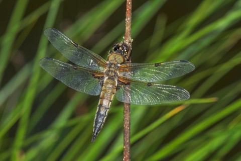 Four-spotted damselfly (Libellula quadrimaculata) with transparent wings on a branch against a