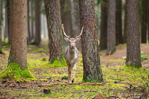 European fallow deer (Dama dama) buck in a forest in autumn, Bavaria, Germany